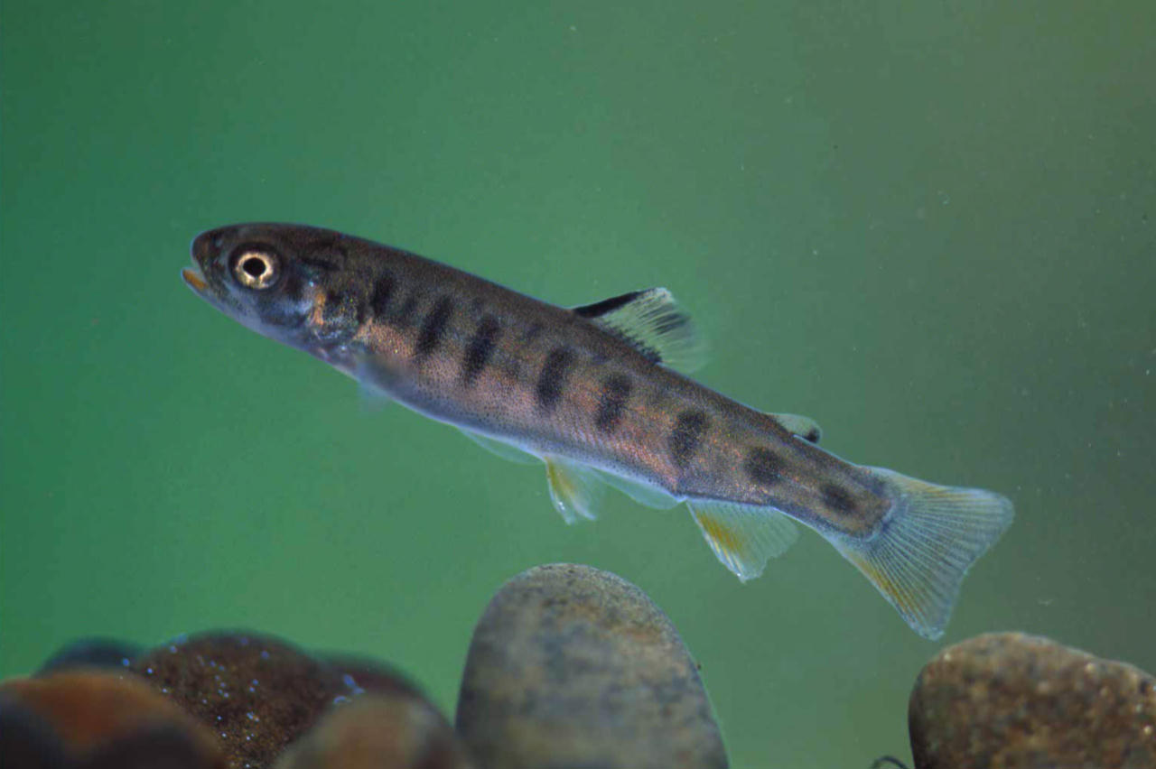 Oncorhynchus clarki